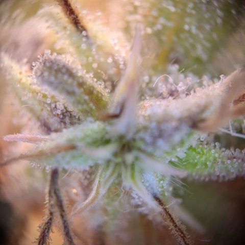 Caro growlog timeline photo