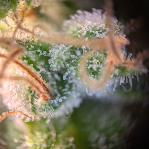 Caro growlog timeline photo