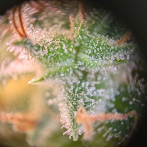 Caro growlog timeline photo