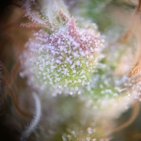 Caro growlog timeline photo