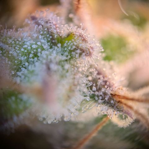 Caro growlog timeline photo