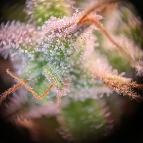 Caro growlog timeline photo