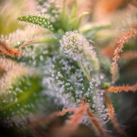 Caro growlog timeline photo
