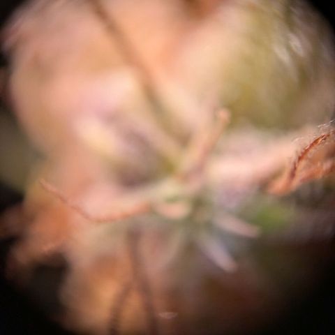 Caro growlog timeline photo