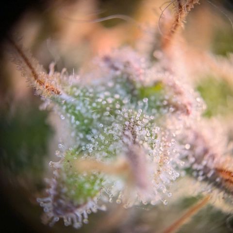 Caro growlog timeline photo
