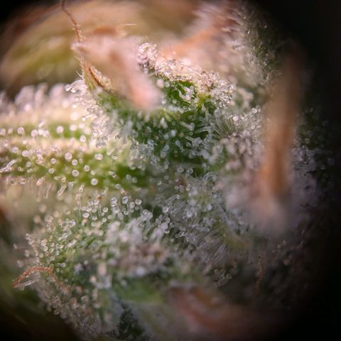 Caro growlog timeline photo