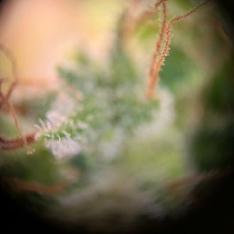 Caro growlog timeline photo