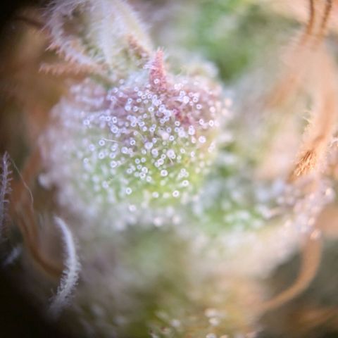 Caro growlog timeline photo