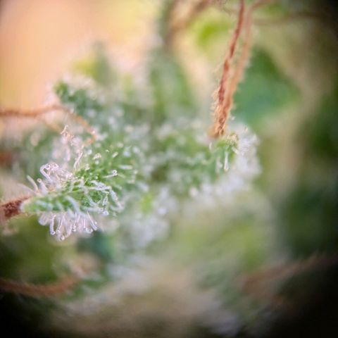 Caro growlog timeline photo