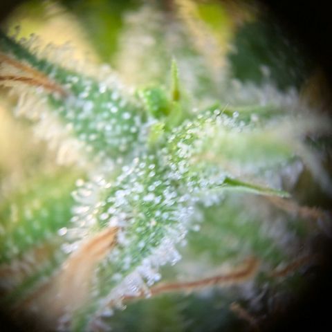 Caro growlog timeline photo