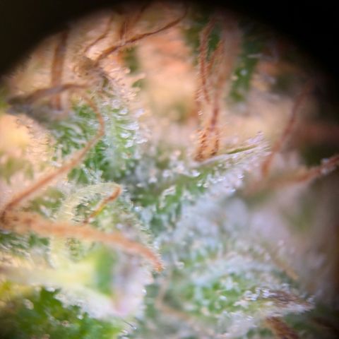 Caro growlog timeline photo