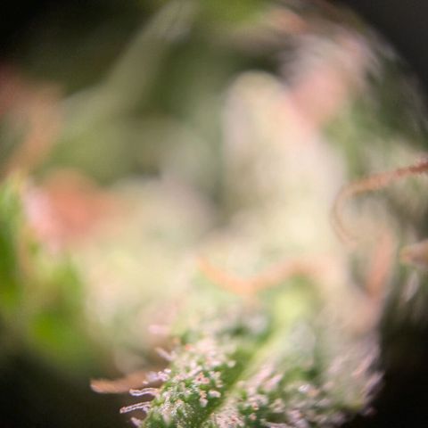 Caro growlog timeline photo