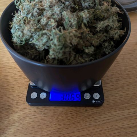 Caro growlog timeline photo