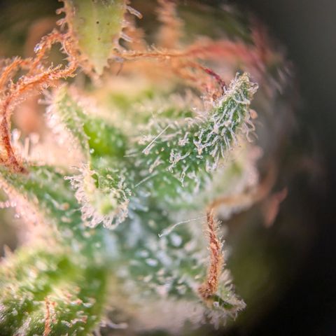 Caro growlog timeline photo