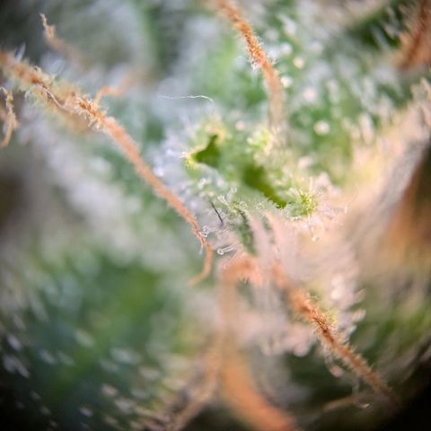 Caro growlog timeline photo