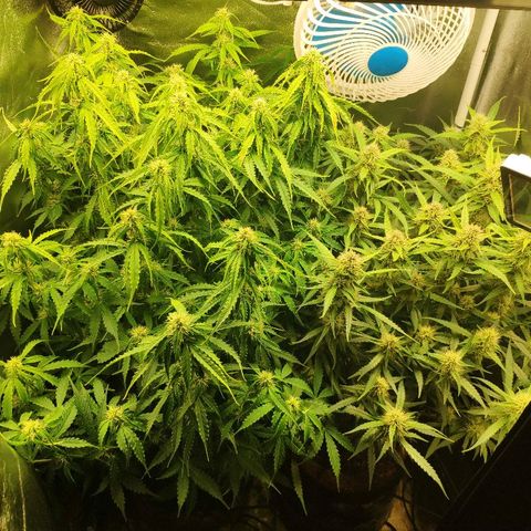 Tangerine Dream Auto growlog photo: Day 45