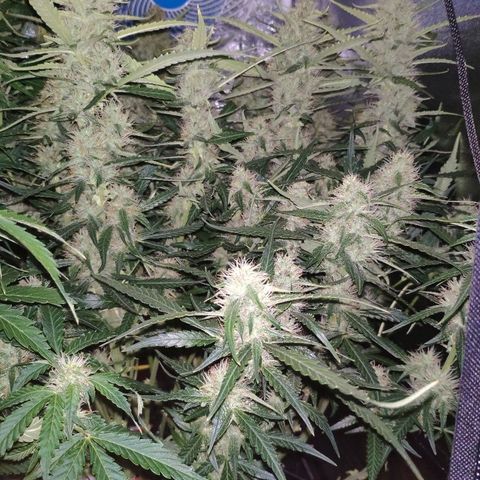 Tangerine Dream Auto growlog timeline photo