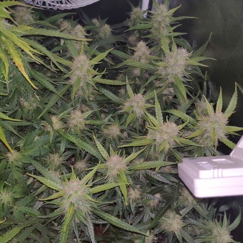 Tangerine Dream Auto growlog timeline photo
