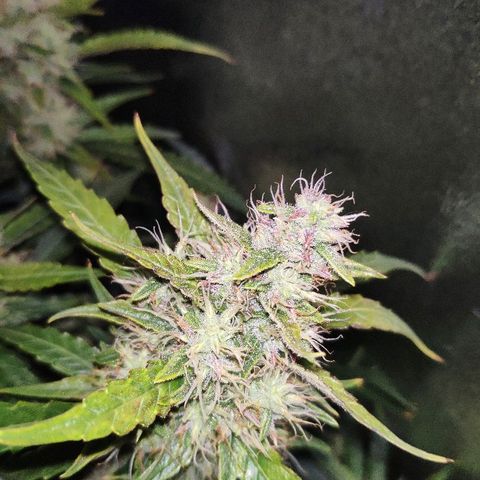 Tangerine Dream Auto growlog timeline photo