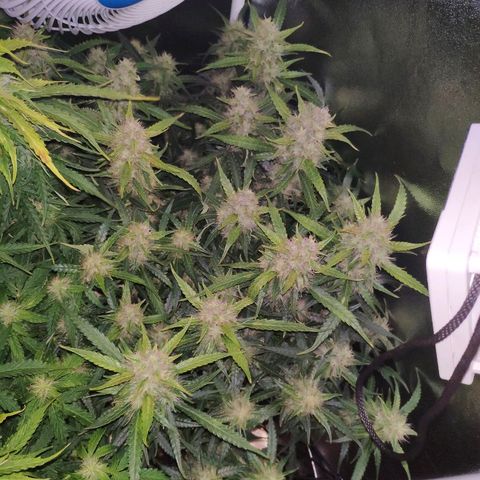 Tangerine Dream Auto growlog timeline photo