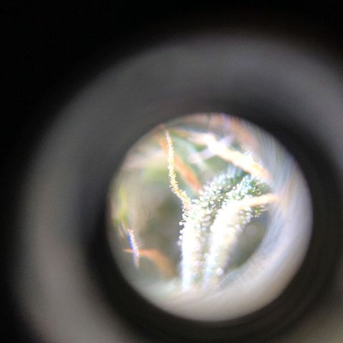 Tangerine Dream Auto growlog timeline photo