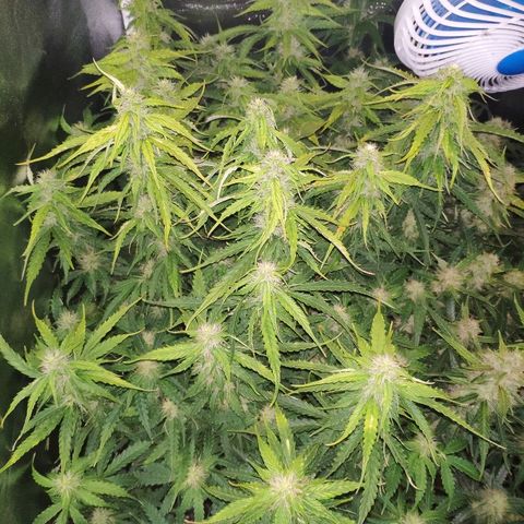 Tangerine Dream Auto growlog timeline photo