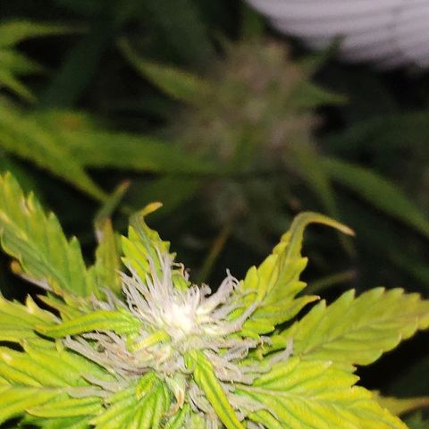 Tangerine Dream Auto growlog timeline photo
