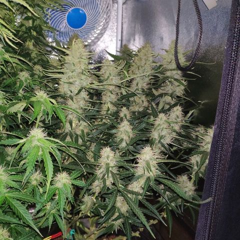 Tangerine Dream Auto growlog timeline photo