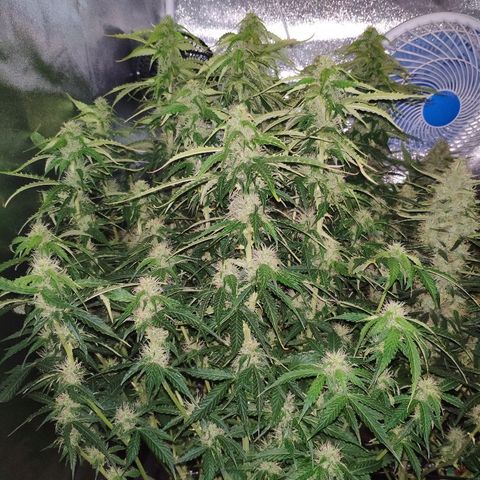 Tangerine Dream Auto growlog timeline photo