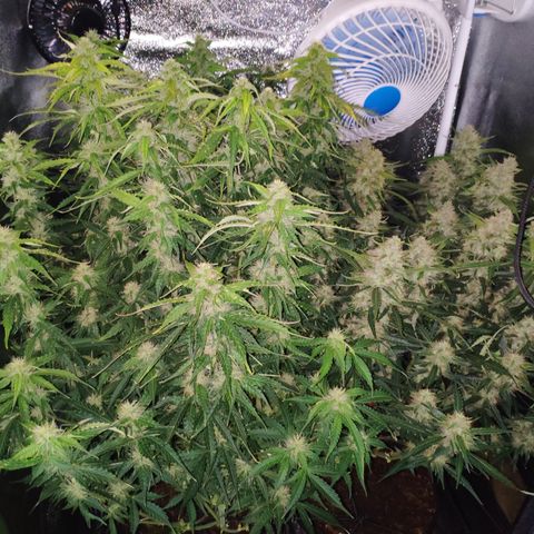 Tangerine Dream Auto growlog timeline photo