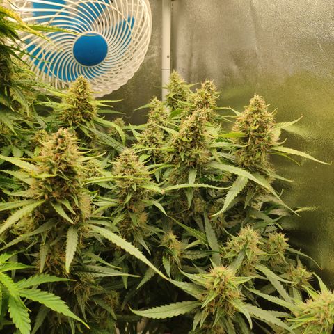 Tangerine Dream Auto growlog timeline photo