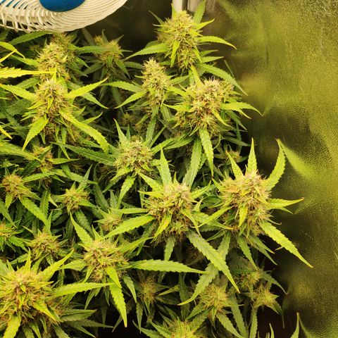Tangerine Dream Auto growlog timeline photo