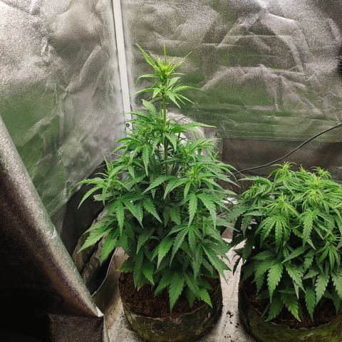 Stardawg #1 growlog timeline photo