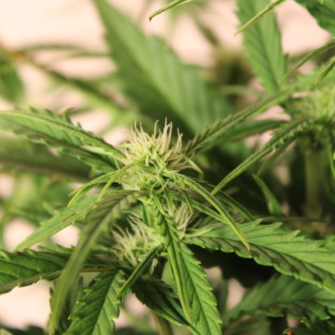 Stardawg #1 growlog timeline photo