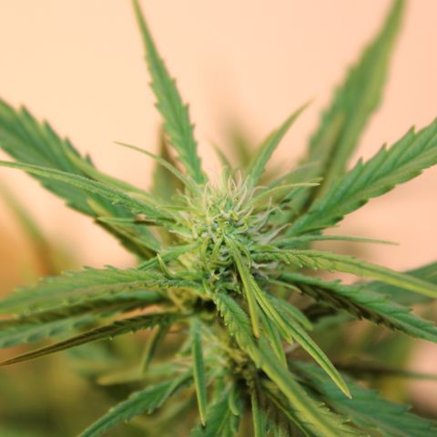 Stardawg #1 growlog timeline photo