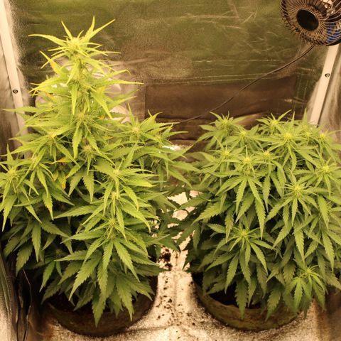 Stardawg #1 growlog timeline photo