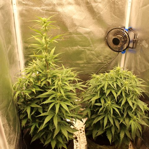 Stardawg #1 growlog timeline photo