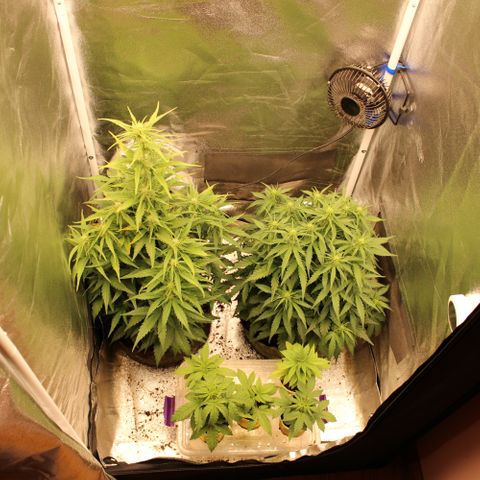 Stardawg #1 growlog timeline photo