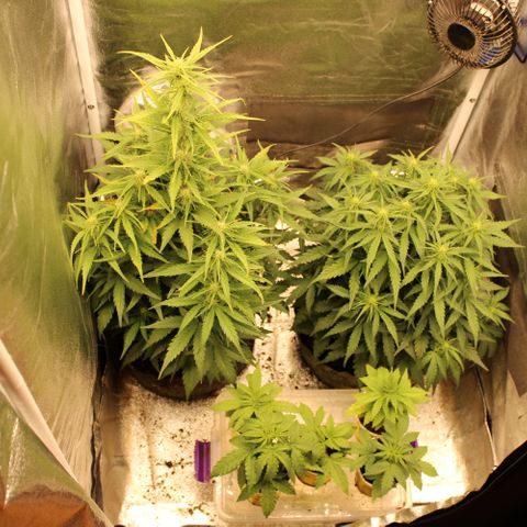 Stardawg #1 growlog timeline photo
