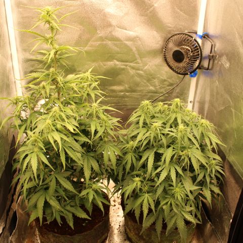 Stardawg #1 growlog timeline photo