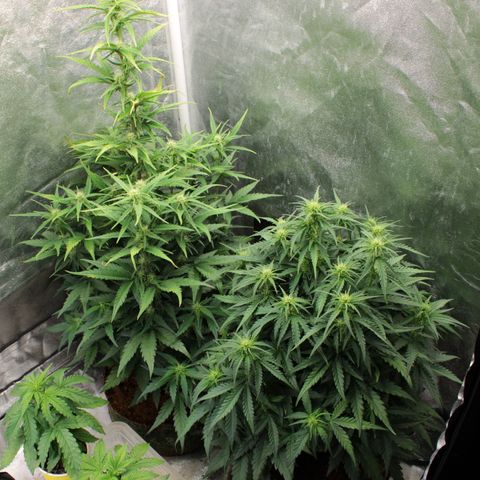 Stardawg #1 growlog timeline photo