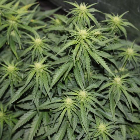 Stardawg #1 growlog timeline photo
