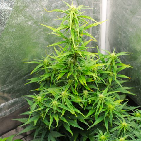 Stardawg #1 growlog timeline photo