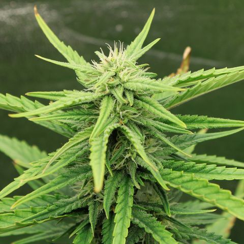 Stardawg #1 growlog timeline photo