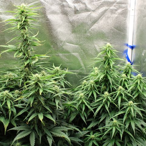 Stardawg #1 growlog timeline photo