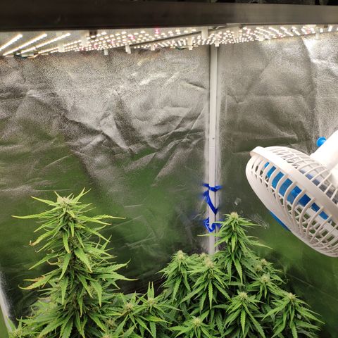 Stardawg #1 growlog timeline photo