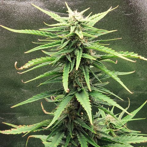 Stardawg #1 growlog timeline photo
