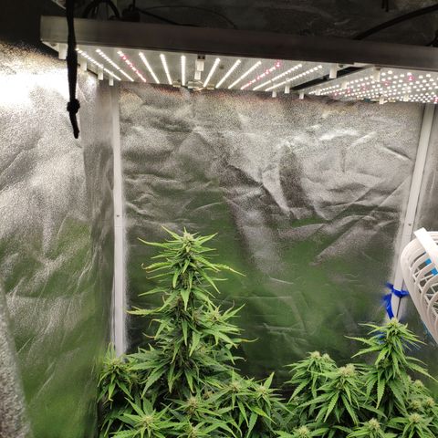 Stardawg #1 growlog timeline photo