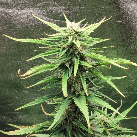 Stardawg #1 growlog timeline photo