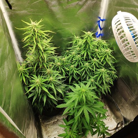 Stardawg #1 growlog timeline photo